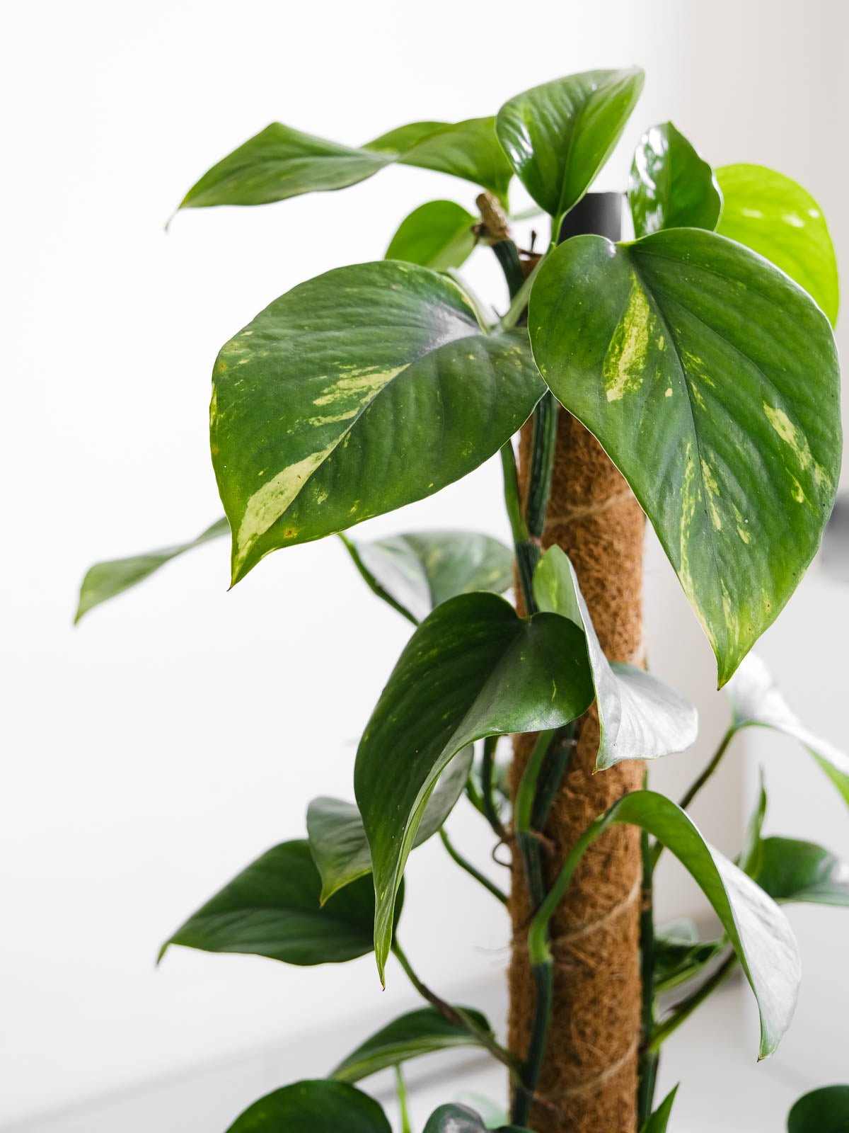 Devil's Ivy ('Epipremnum') 180mm & Pot - Amazing Graze Flowers