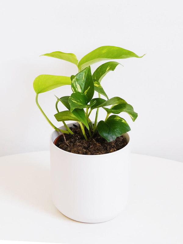 Devil's Ivy ('Snow Queen') 120mm & Pot