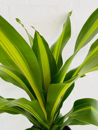 Dracaena Golden Heart 120mm & Pot - Amazing Graze Flowers