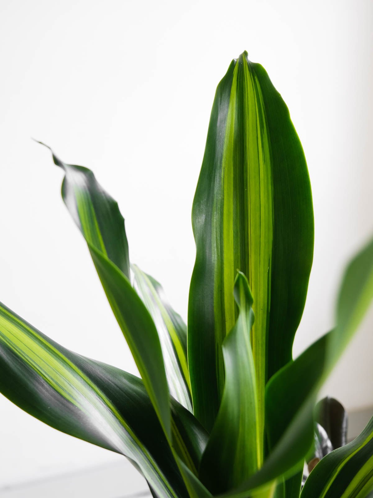 Dracaena Golden Heart 180mm & Pot - Amazing Graze Flowers