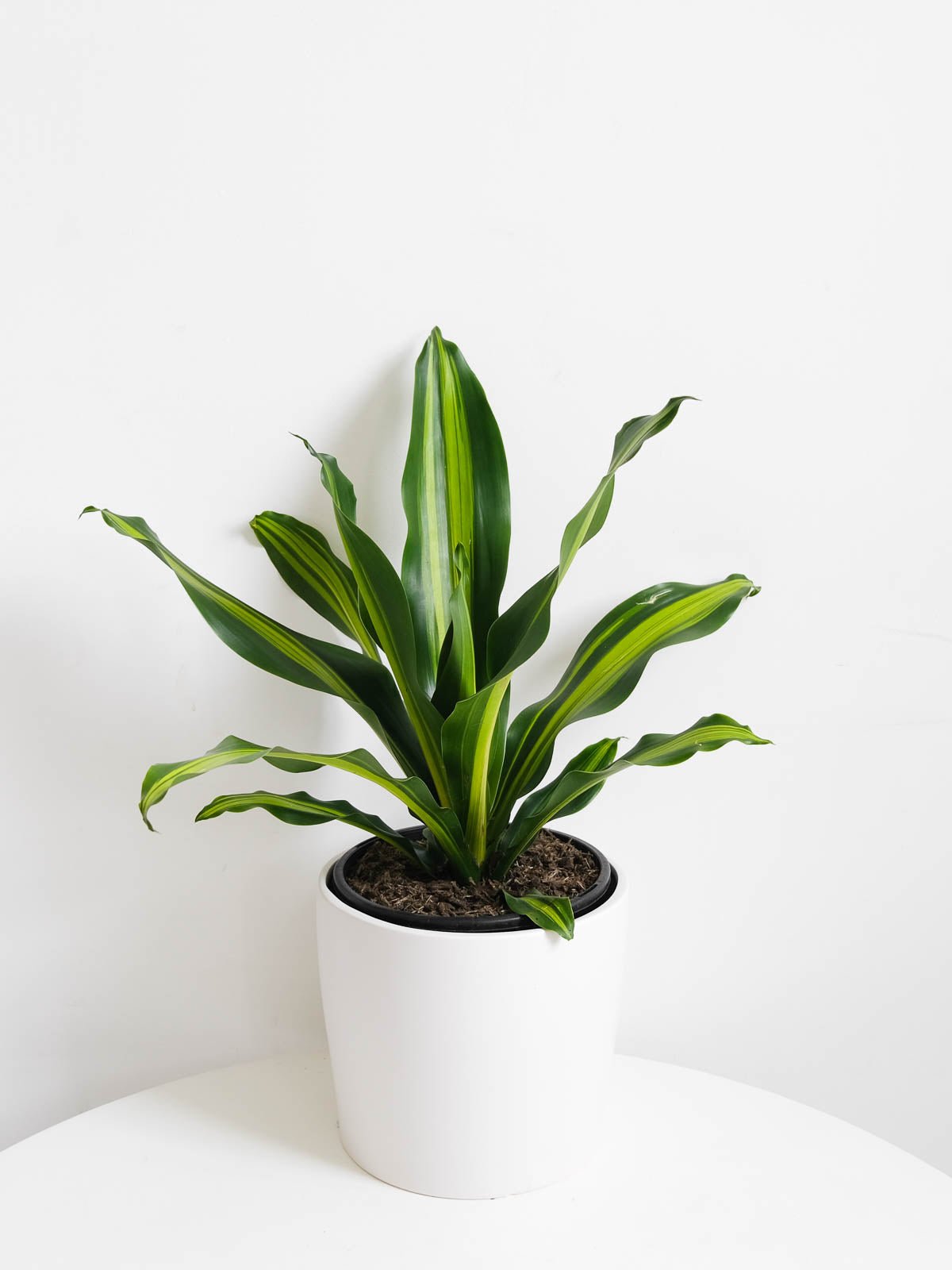 dracaena green heart Dracaena Golden Heart 200mm & Pot