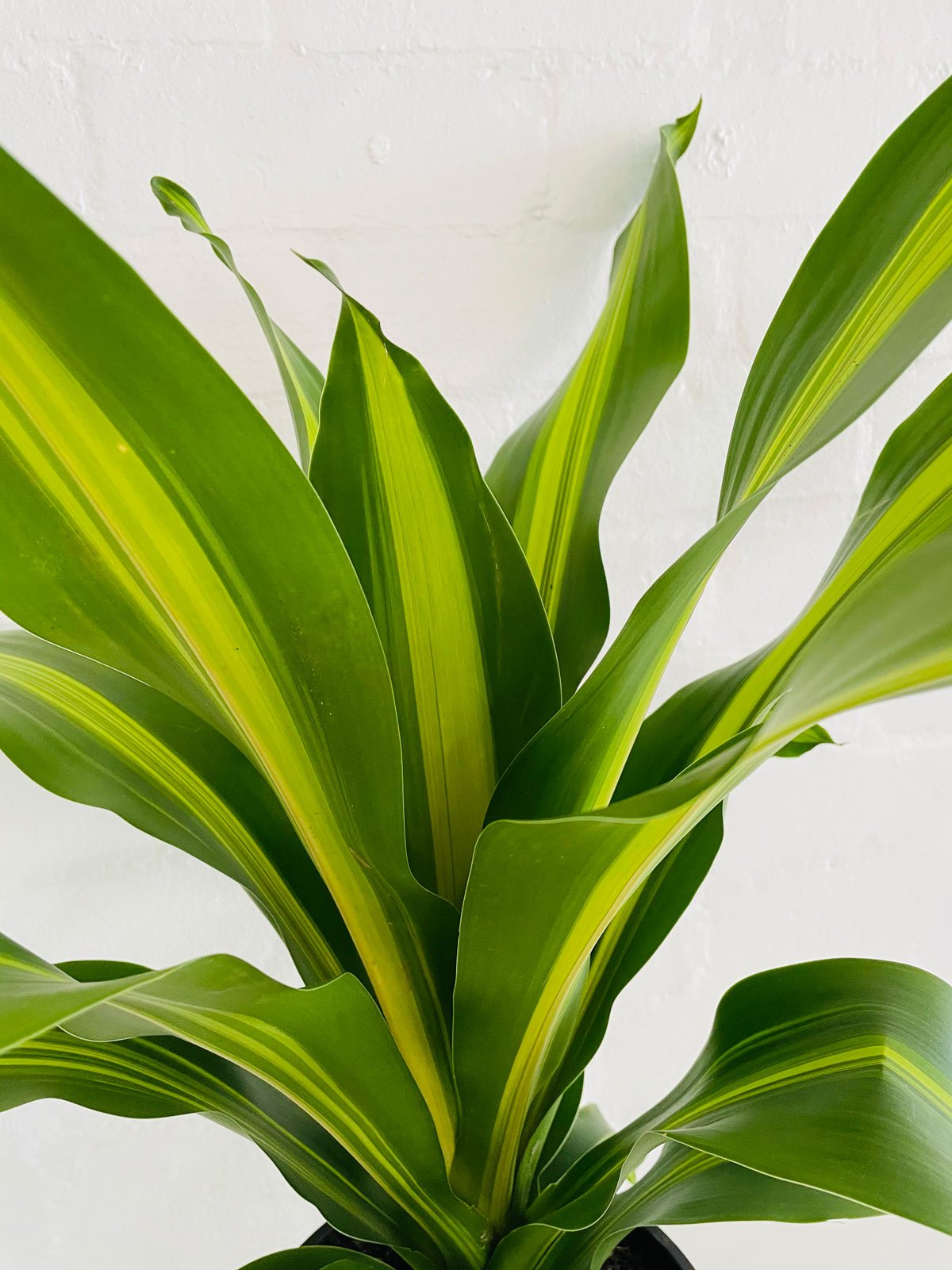 Dracaena Golden Heart 180mm & Pot - Amazing Graze Flowers