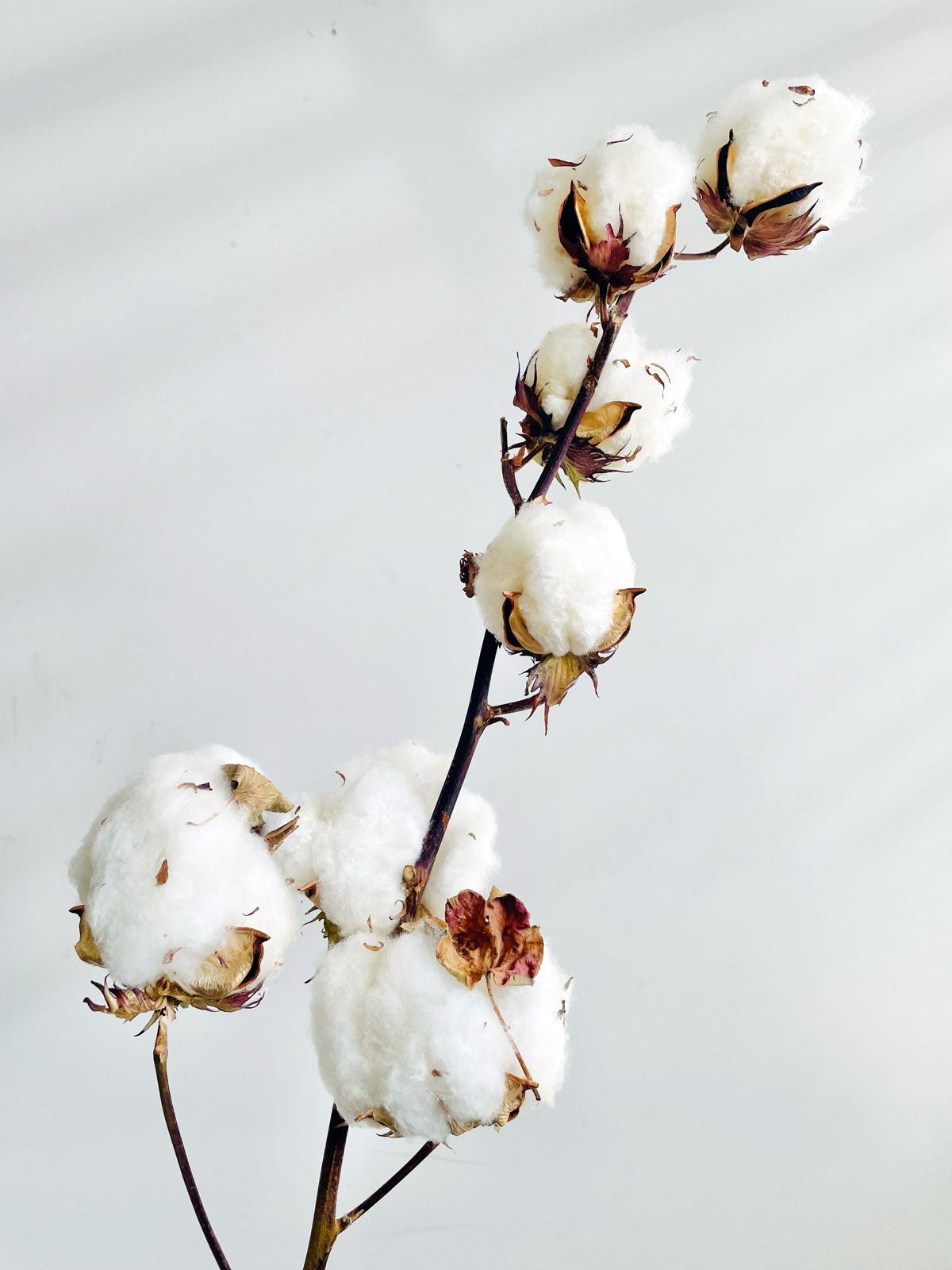 Dried Cotton Flowers - Amazing Graze Flowers