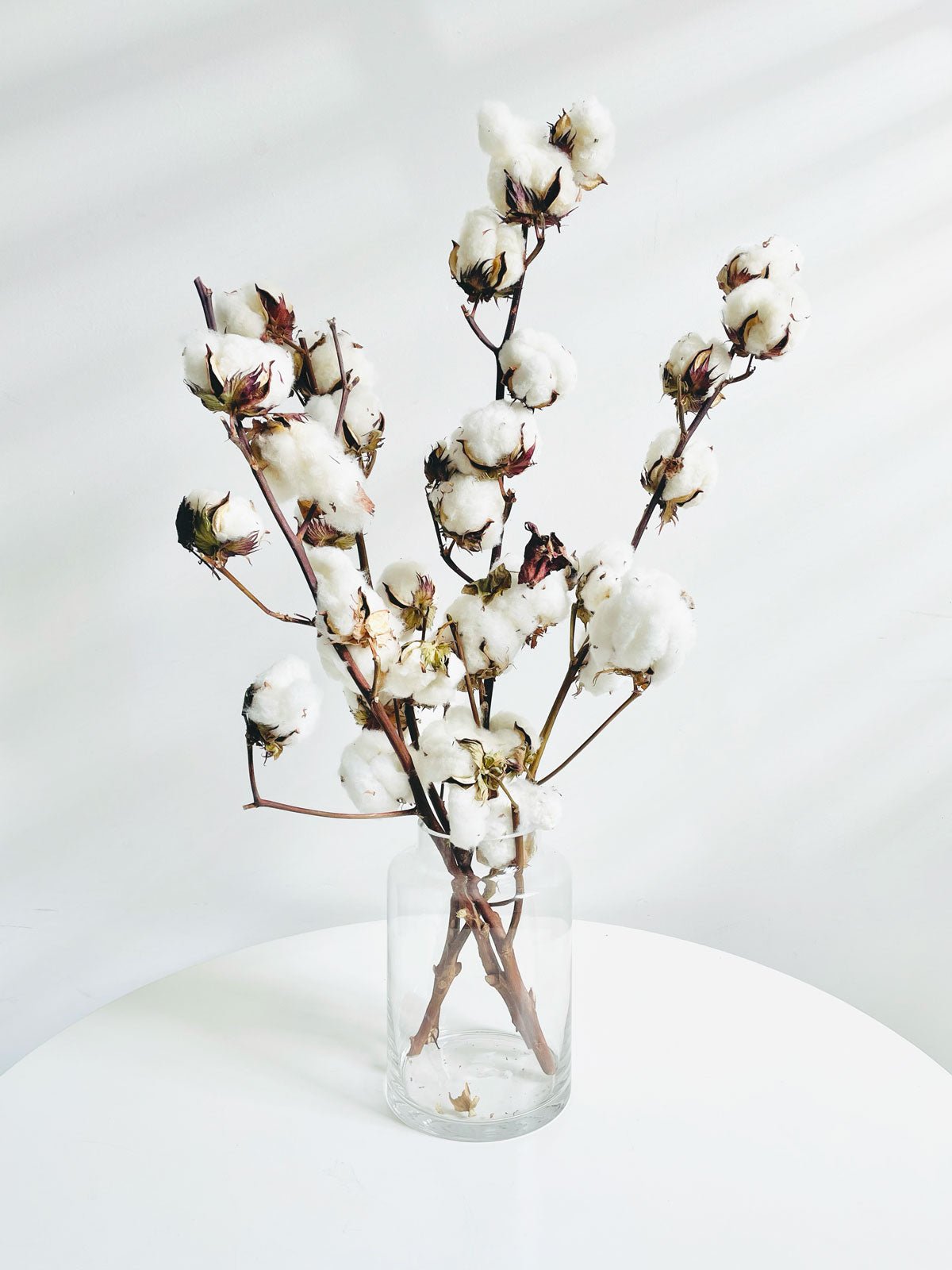 Dried Cotton Flowers - Amazing Graze Flowers