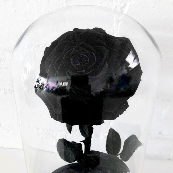 Everlasting Rose - Black