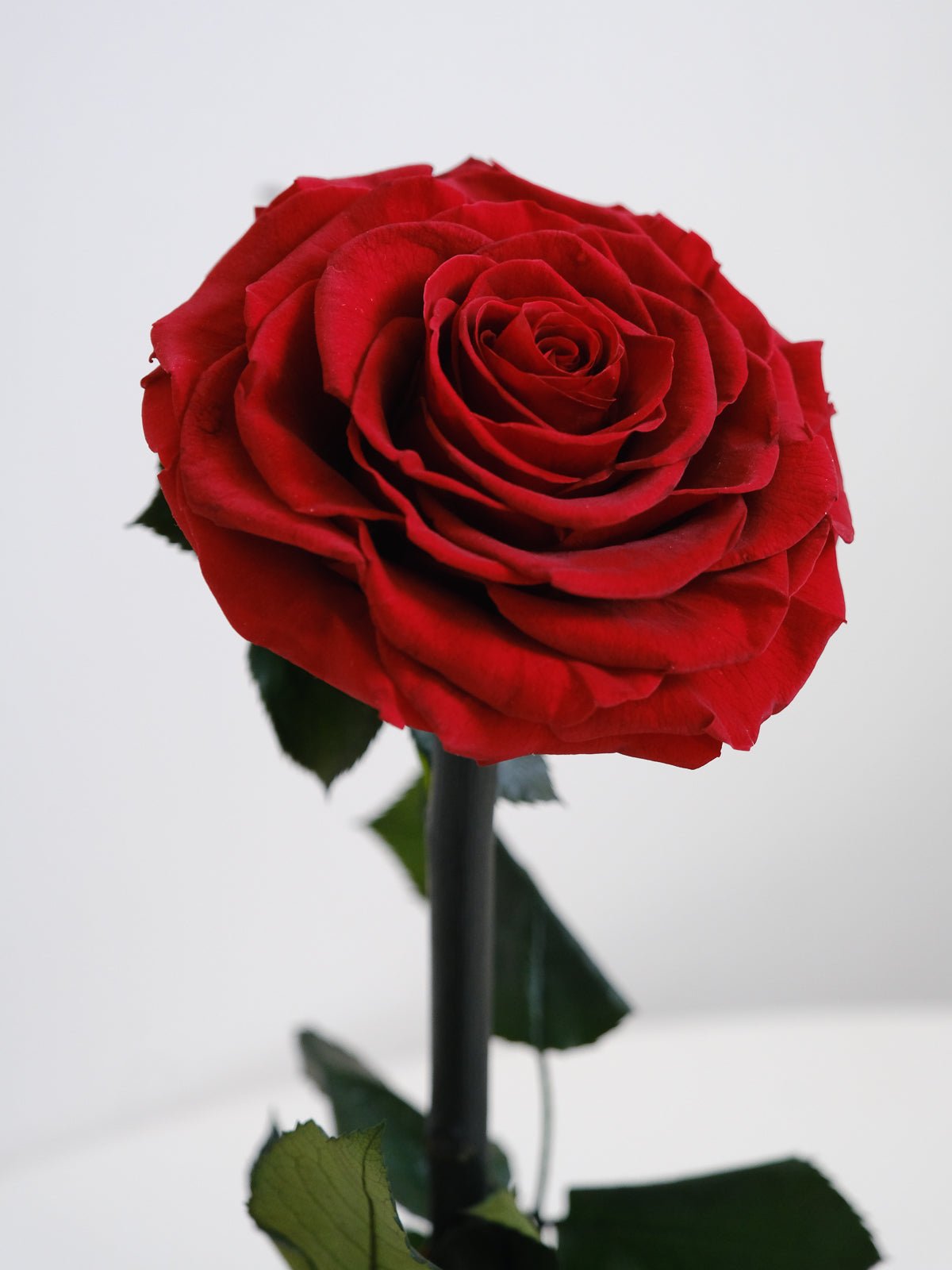 Everlasting Rose - Red - Amazing Graze Flowers