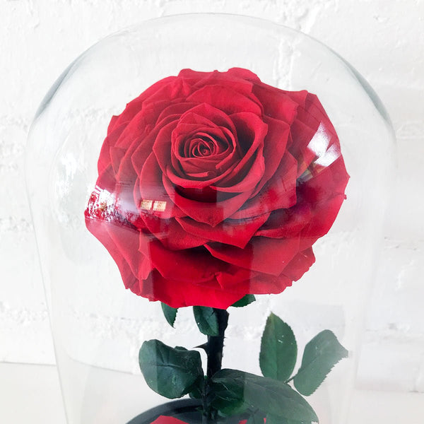 Everlasting Rose + Valentine's Cookies