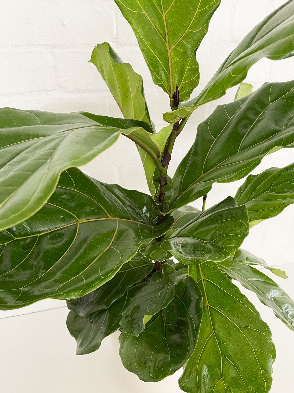 Fiddle Leaf Fig 200mm - Amazing Graze Flowers