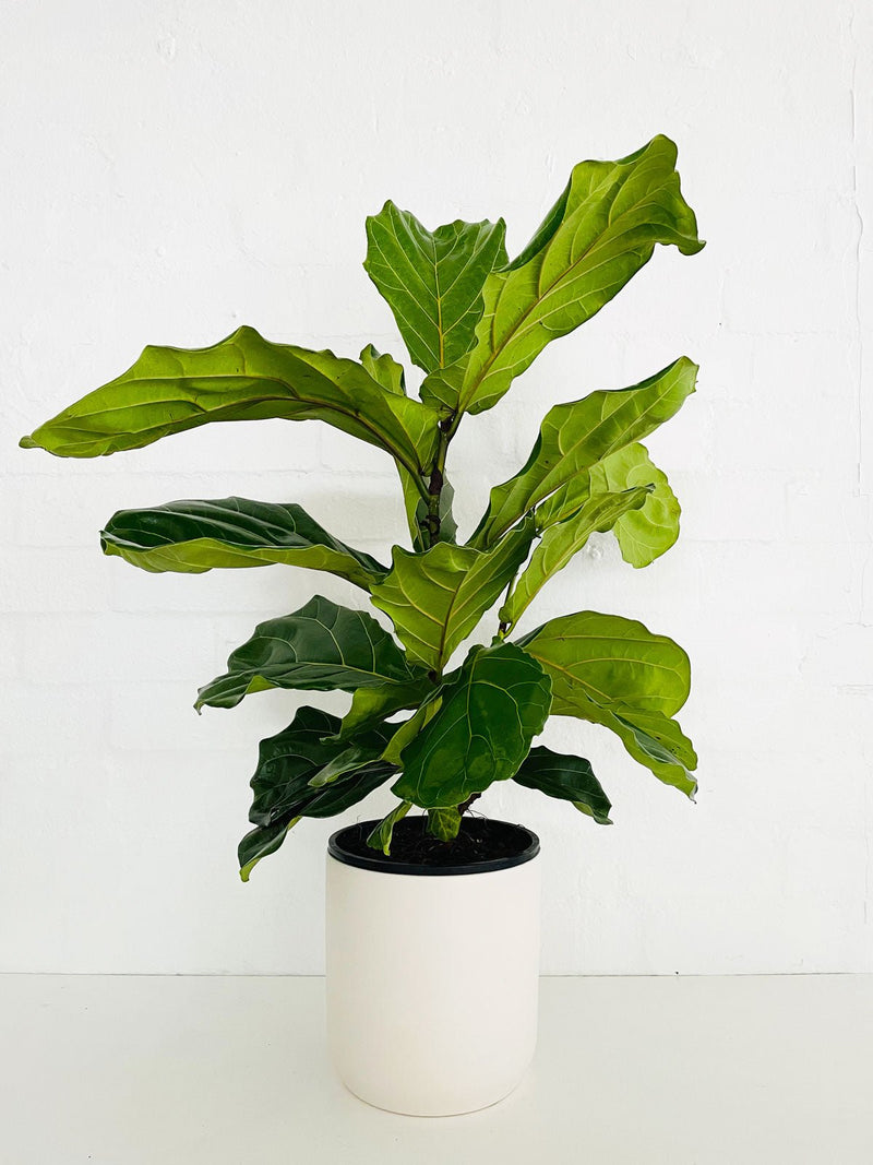 Fiddle Leaf Fig 200mm - Amazing Graze Flowers