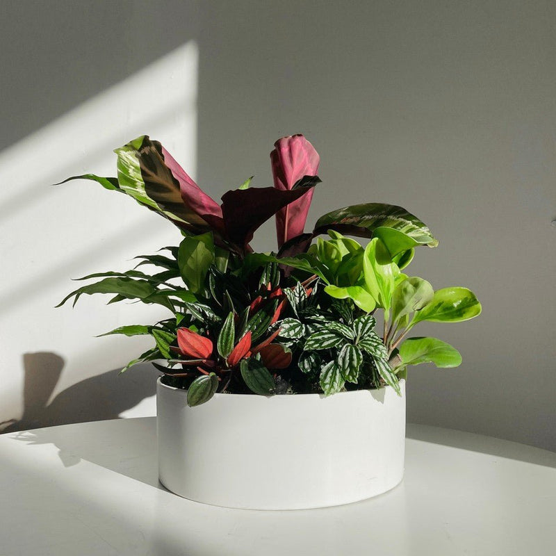 Foliage Garden Bowl - Amazing Graze Flowers