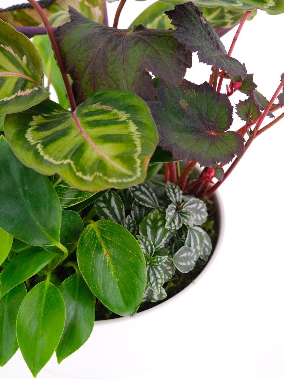 Foliage Garden Bowl - Amazing Graze Flowers