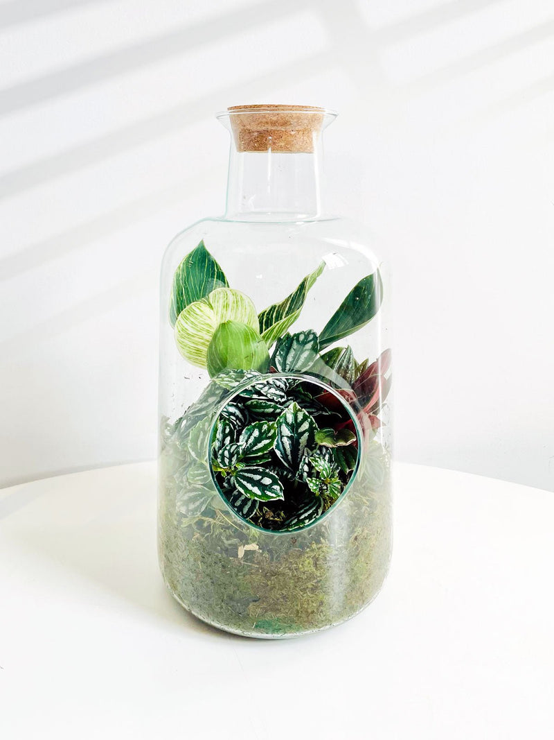 Glass Terrarium Bottle - Amazing Graze Flowers