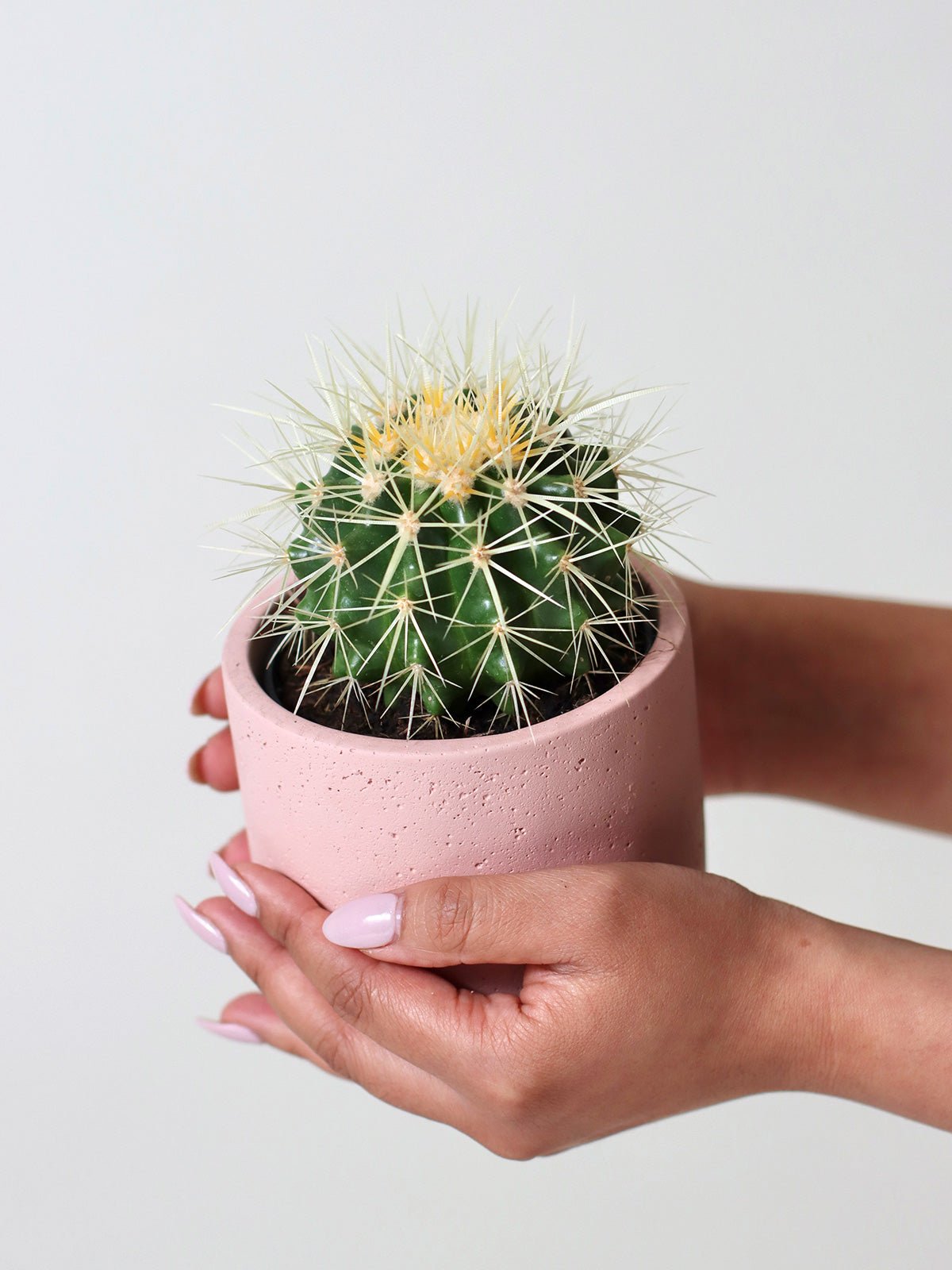 Golden Barrel Cactus + 110mm Pot - Amazing Graze Flowers