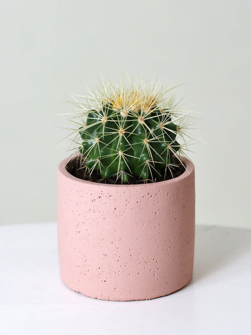 Golden Barrel Cactus + 110mm Pot - Amazing Graze Flowers