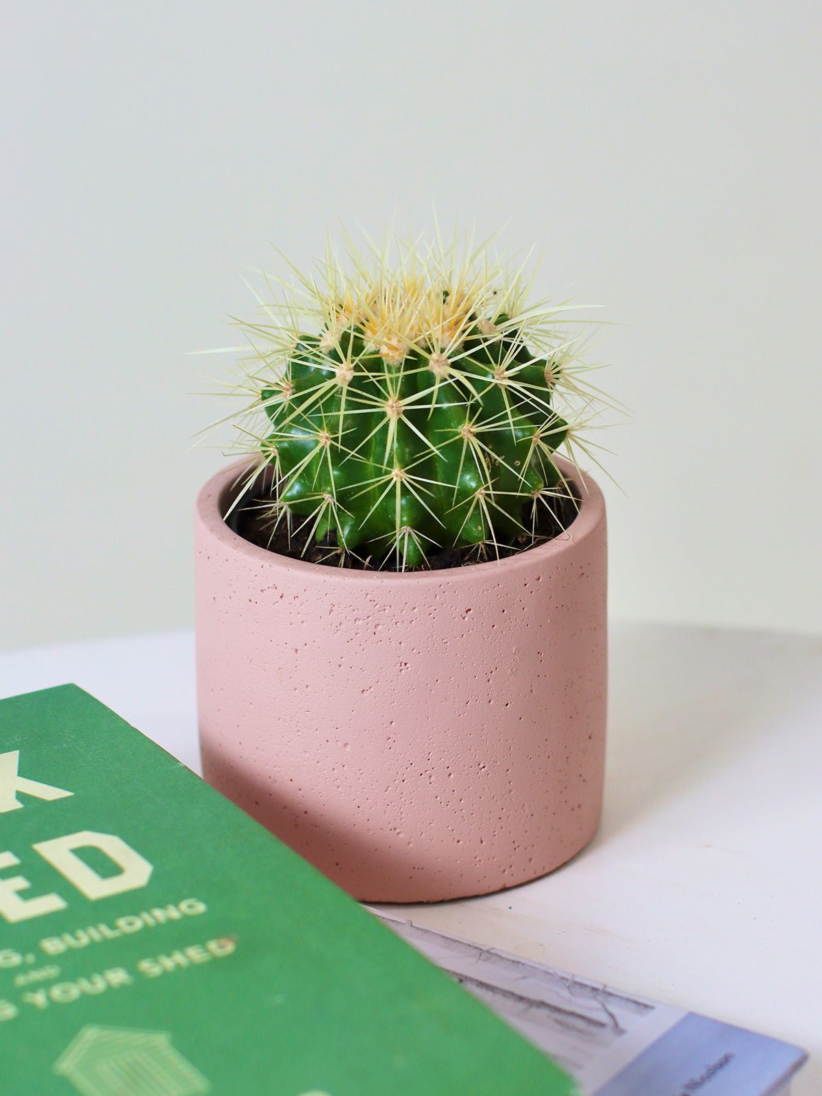 Golden Barrel Cactus + 110mm Pot - Amazing Graze Flowers