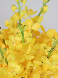 Happy Orchids - Amazing Graze Flowers