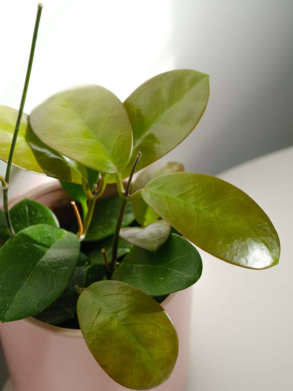 Hoya Australis