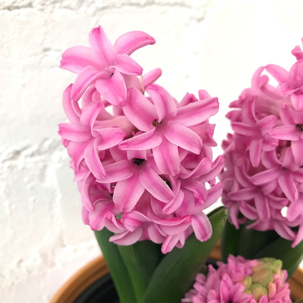 Hyacinth Plant