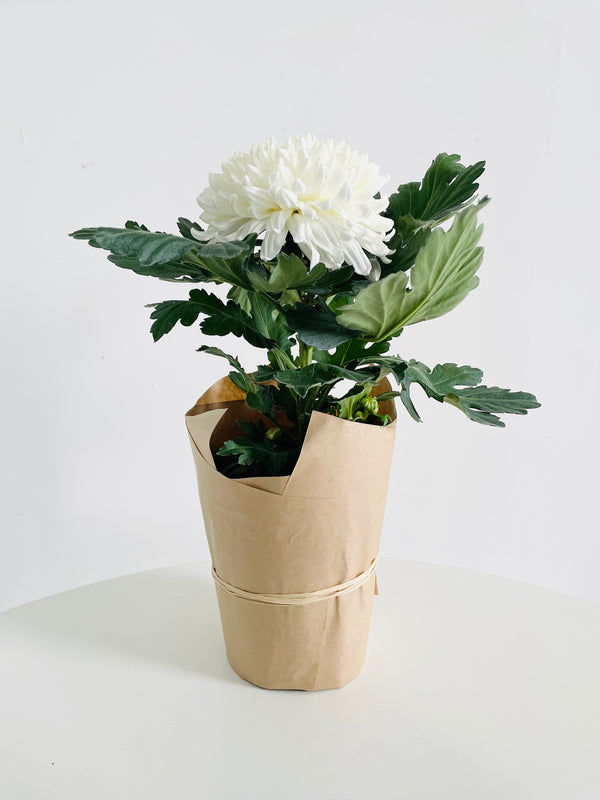 Pot Mum Chrysanthemum