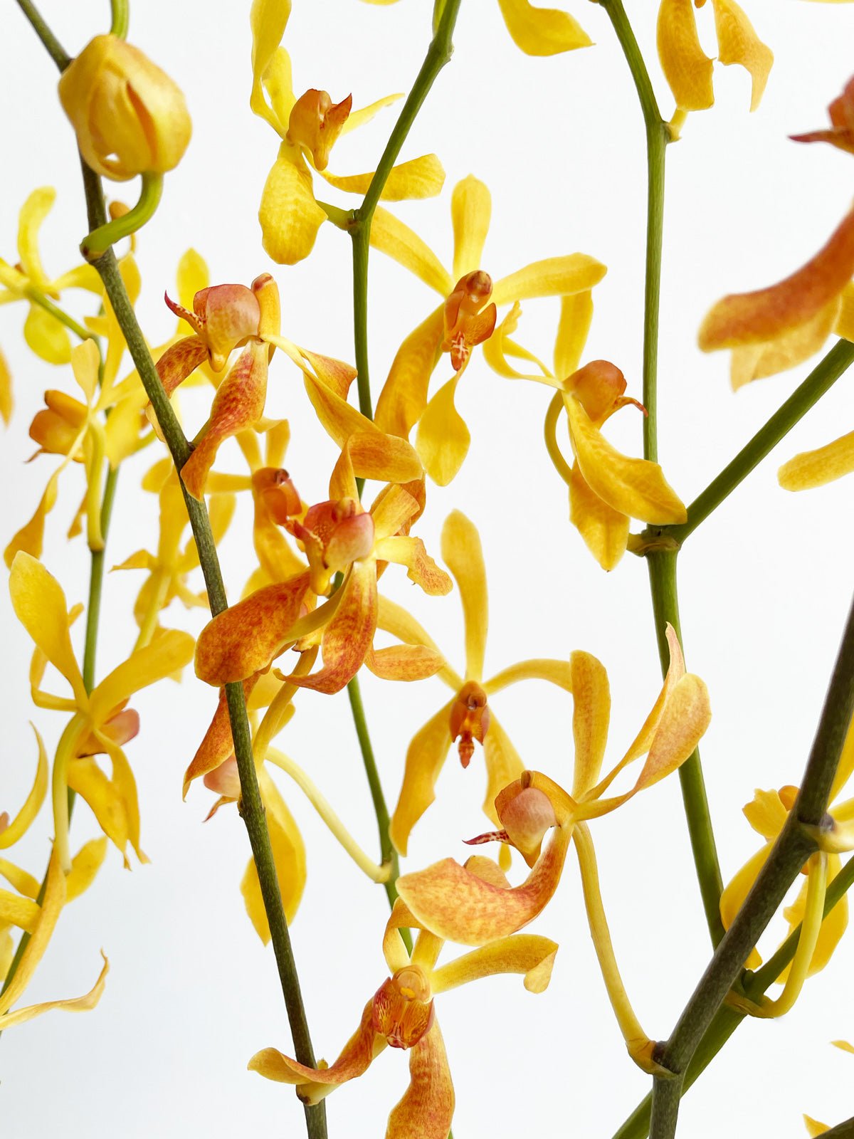 James Storie Orchids (Yellow) - Amazing Graze Flowers