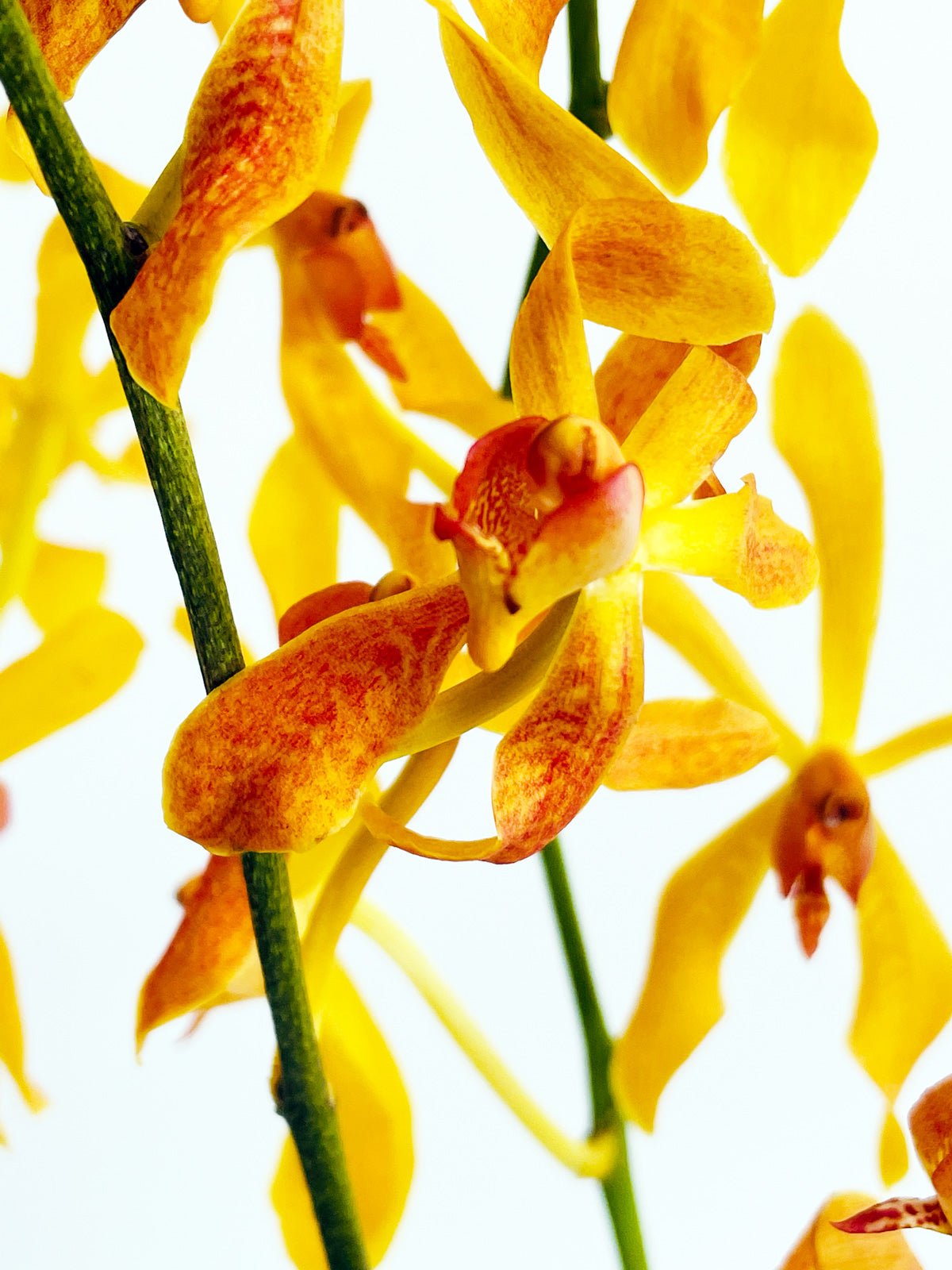 James Storie Orchids (Yellow) - Amazing Graze Flowers