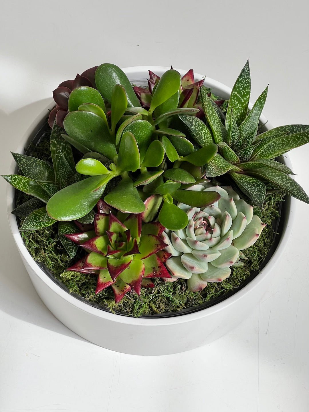 Large Succulent Bowl 230mm - Amazing Graze Flowers