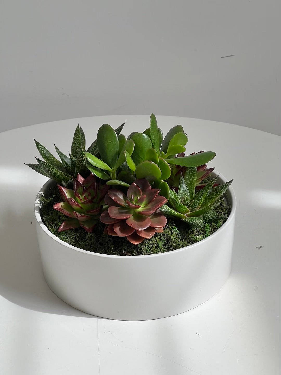 Large Succulent Bowl 230mm - Amazing Graze Flowers