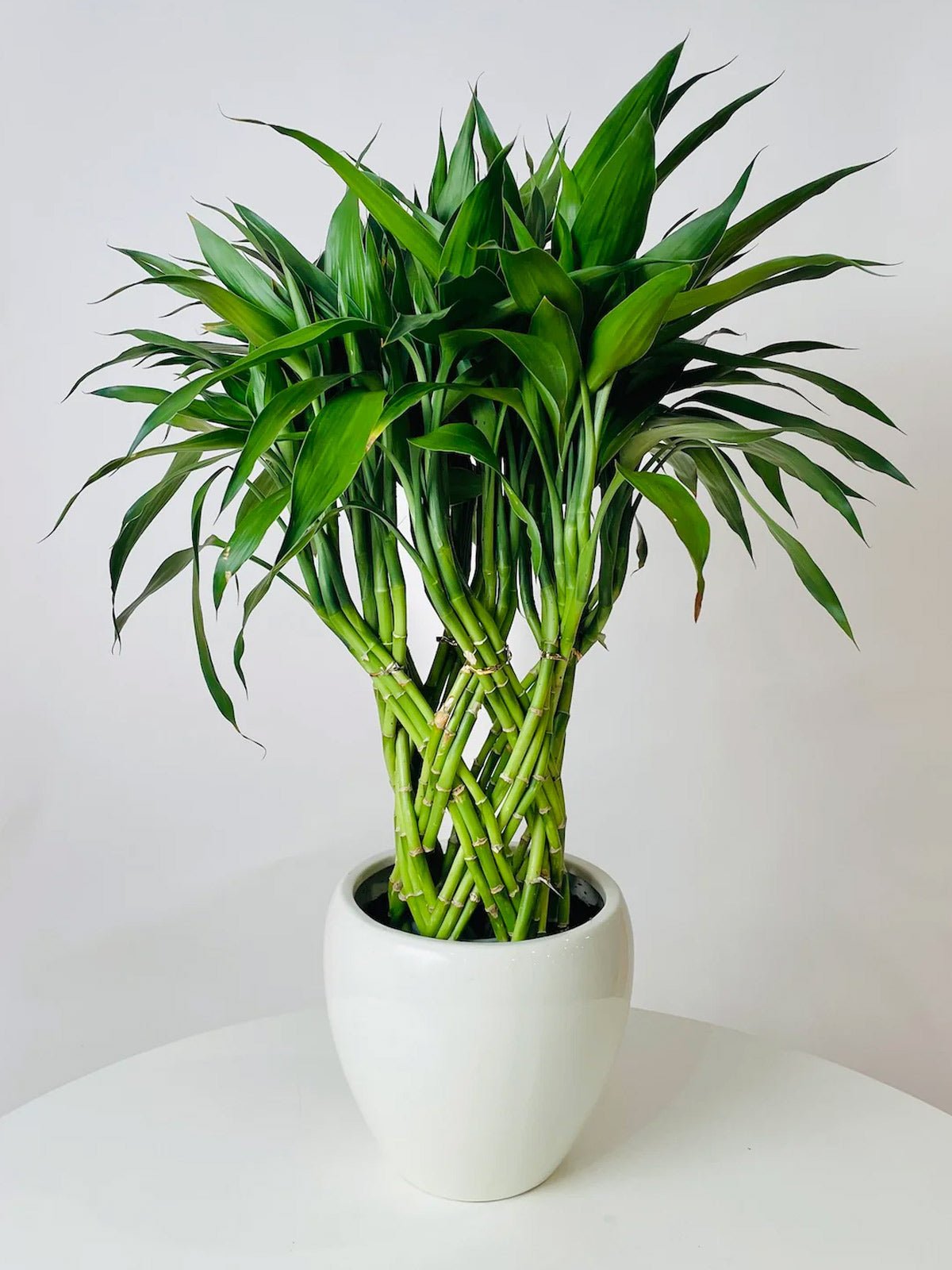 where to buy lucky bamboo Buy Lucky Bamboo Online