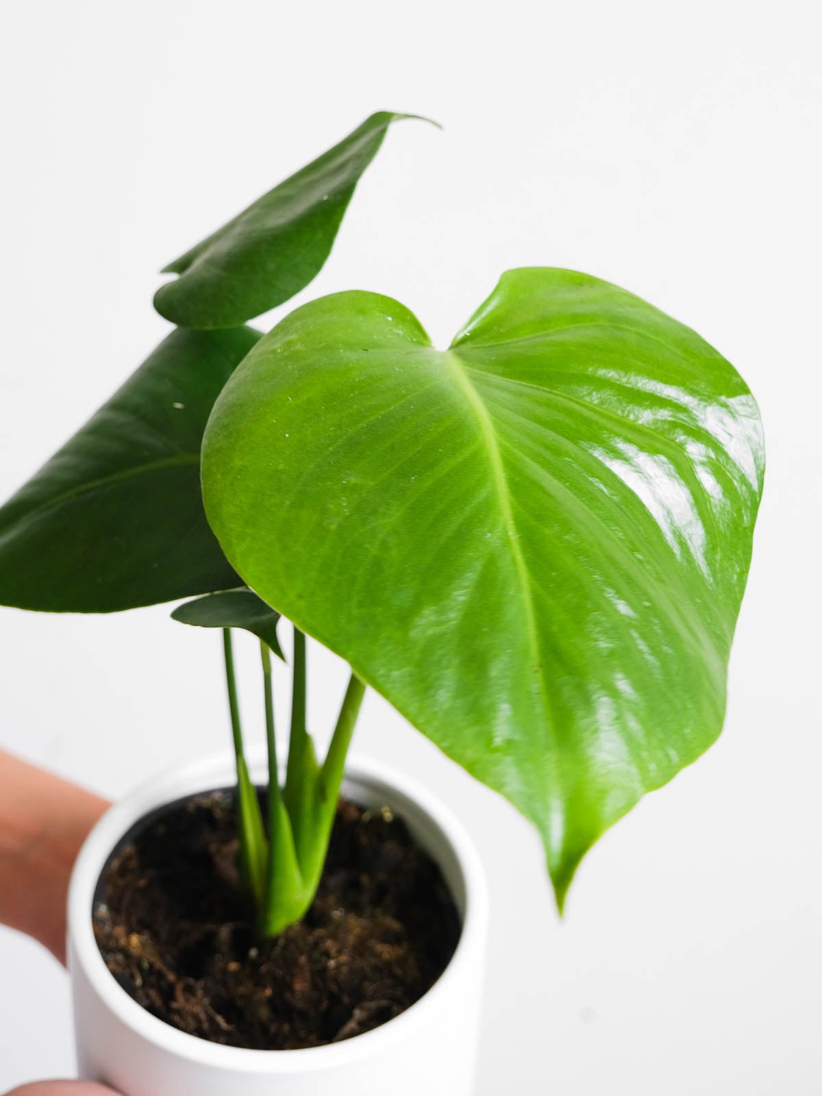 Monstera Deliciosa 120mm & Pot - Amazing Graze Flowers