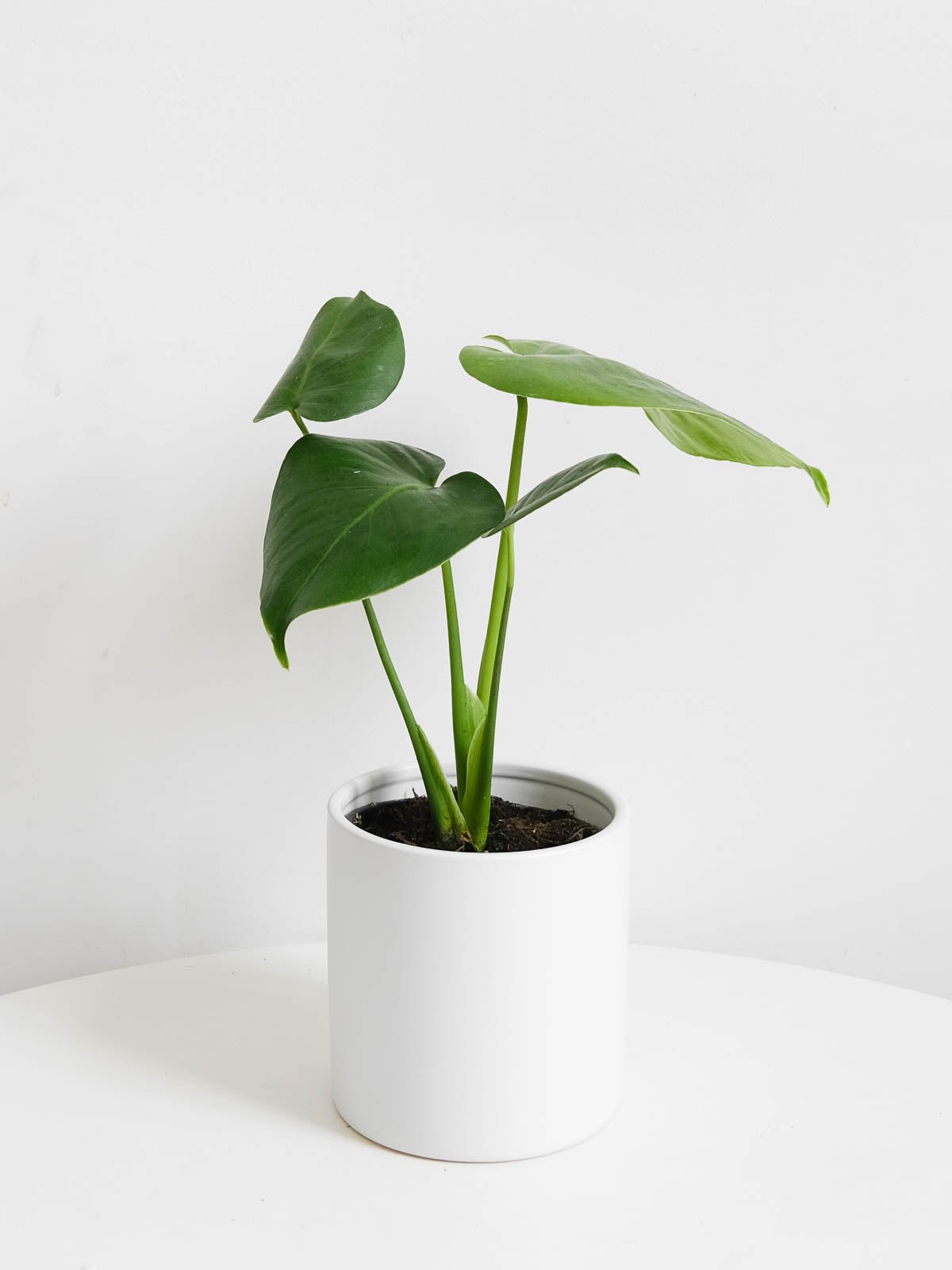 Monstera Deliciosa 120mm & Pot - Amazing Graze Flowers