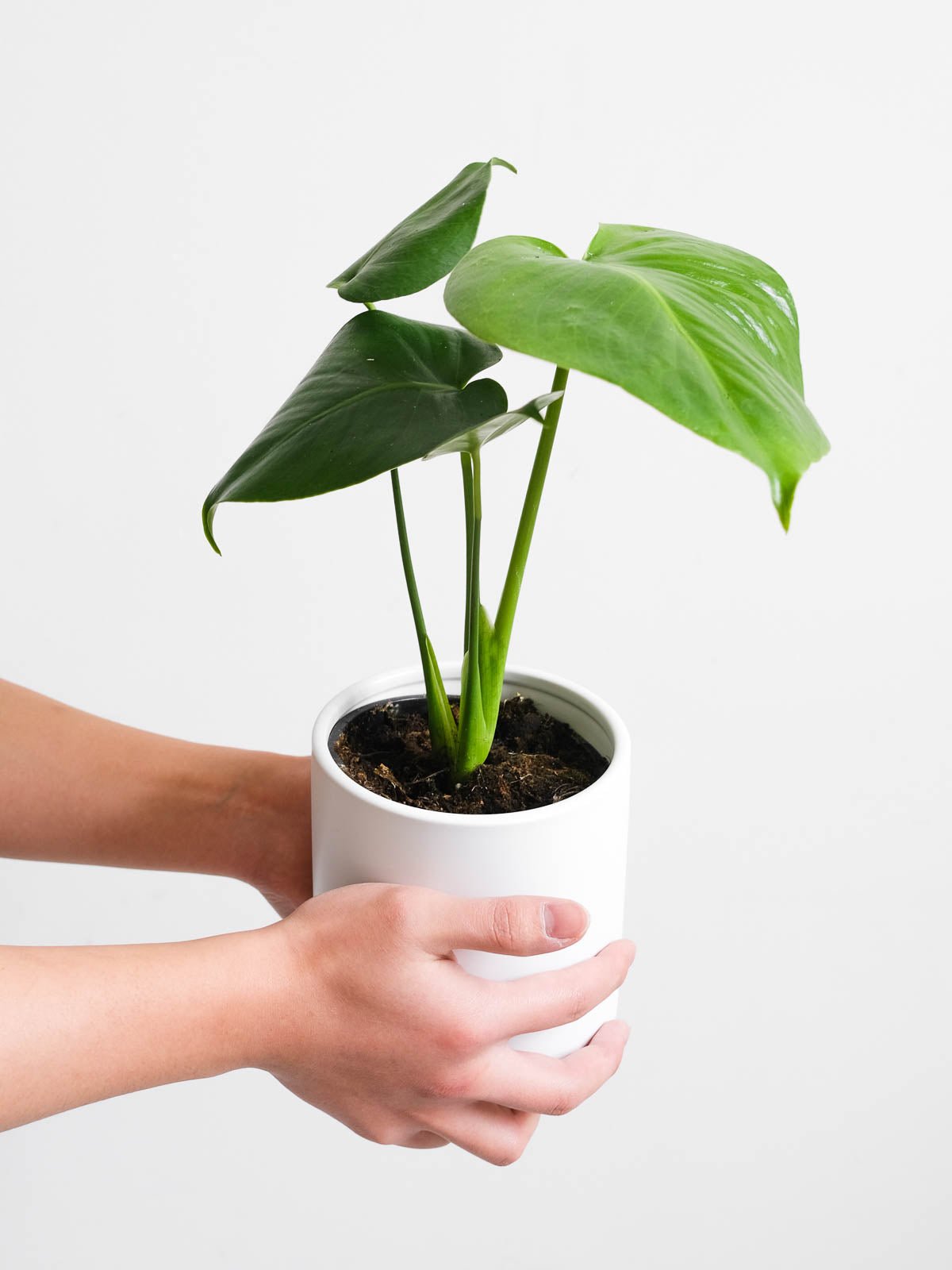 Monstera Deliciosa 120mm & Pot - Amazing Graze Flowers