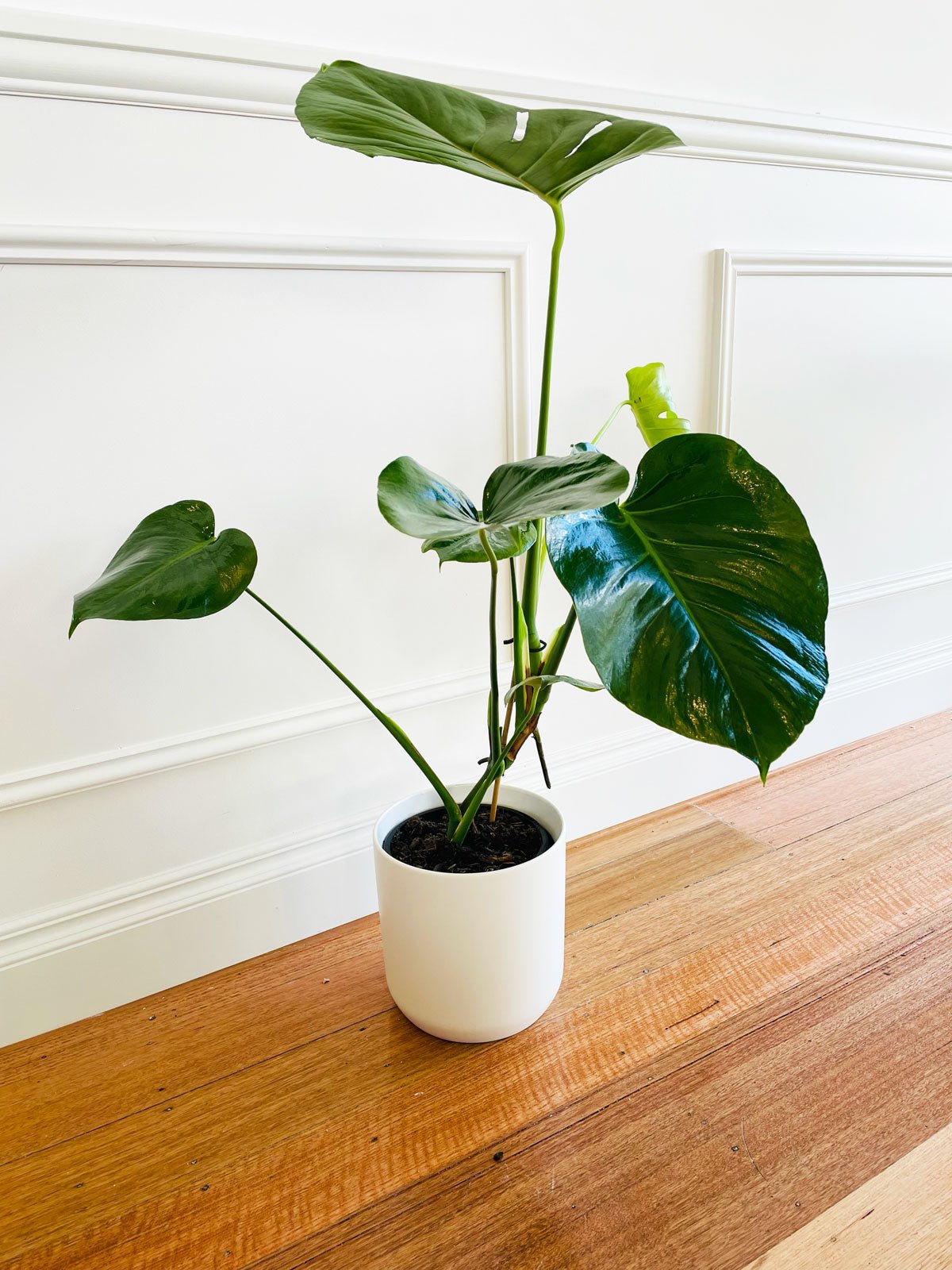 Monstera Deliciosa 180mm & Pot - Amazing Graze Flowers