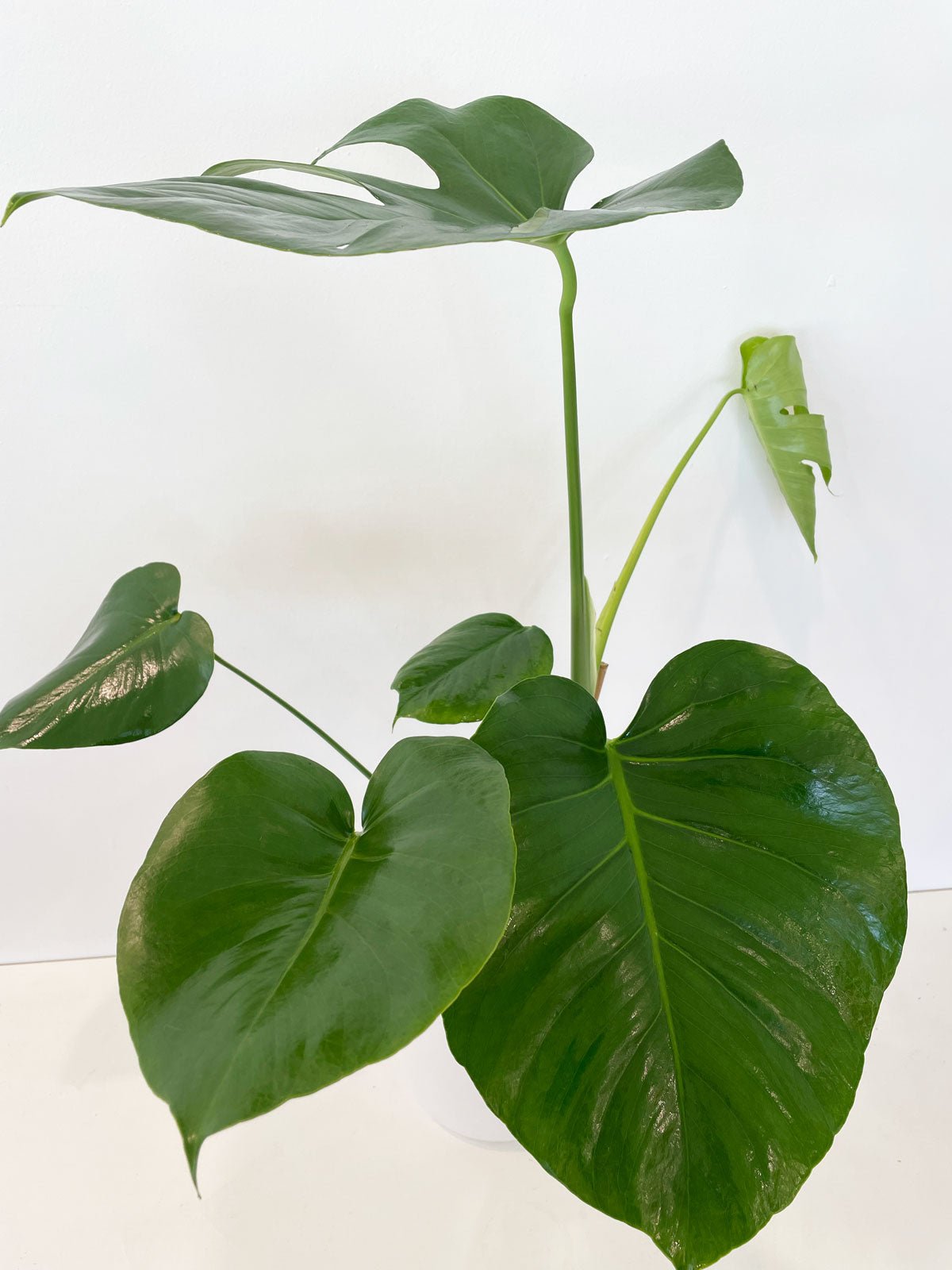 Monstera Deliciosa 180mm & Pot - Amazing Graze Flowers