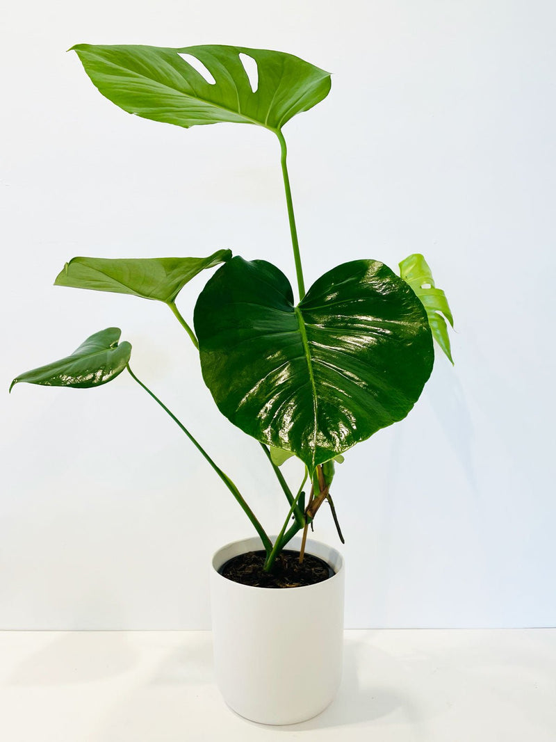 Monstera Deliciosa 180mm & Pot - Amazing Graze Flowers