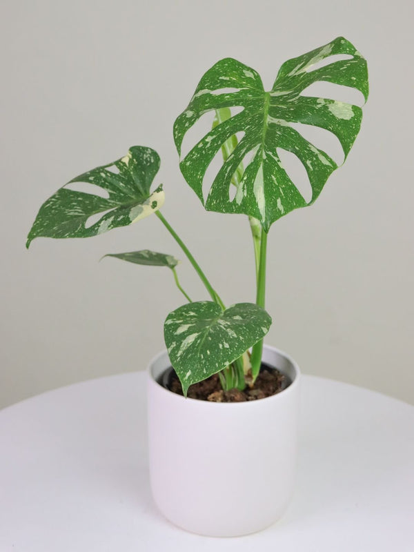 Monstera Thai Constellation 150mm & POT