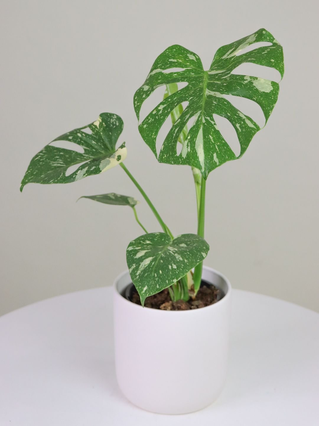 Monstera Thai Constellation 150mm & POT - Amazing Graze Flowers