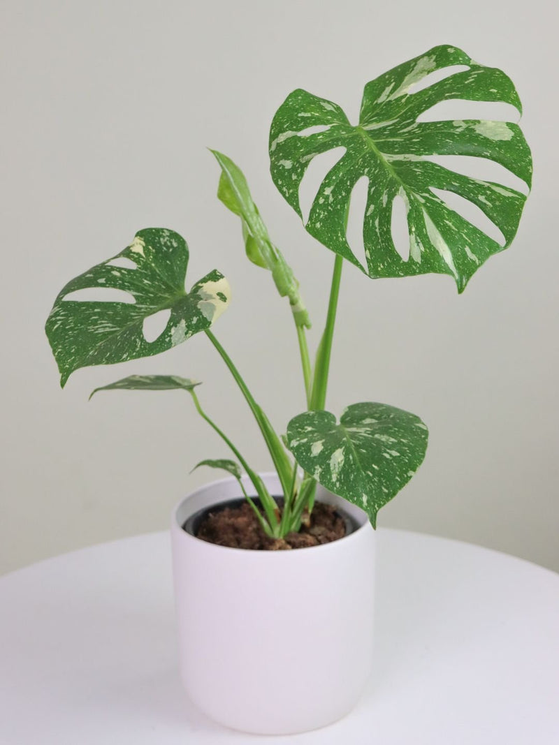 Monstera Thai Constellation 150mm & POT - Amazing Graze Flowers