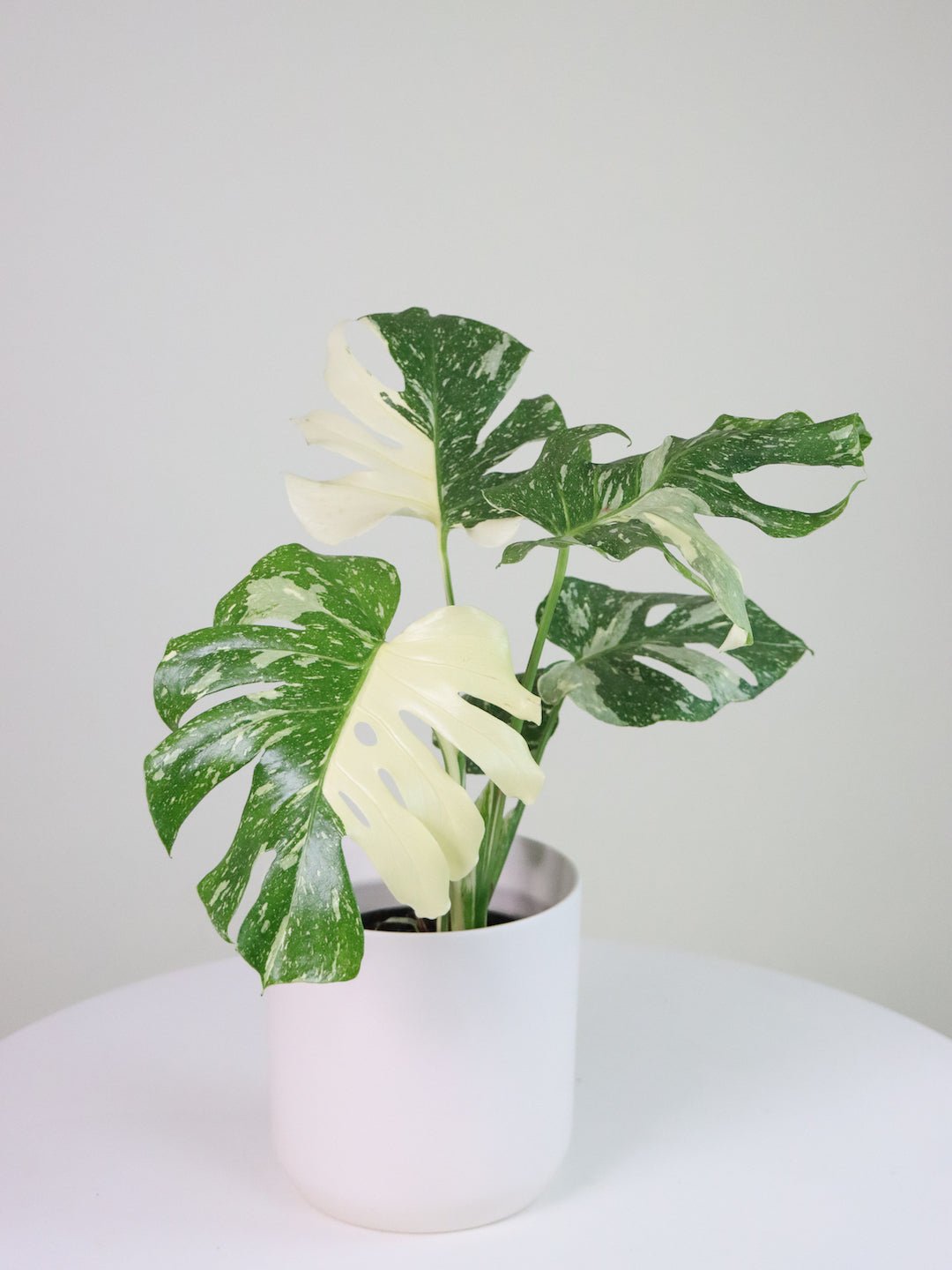 Monstera Thai Constellation 150mm & POT - Amazing Graze Flowers