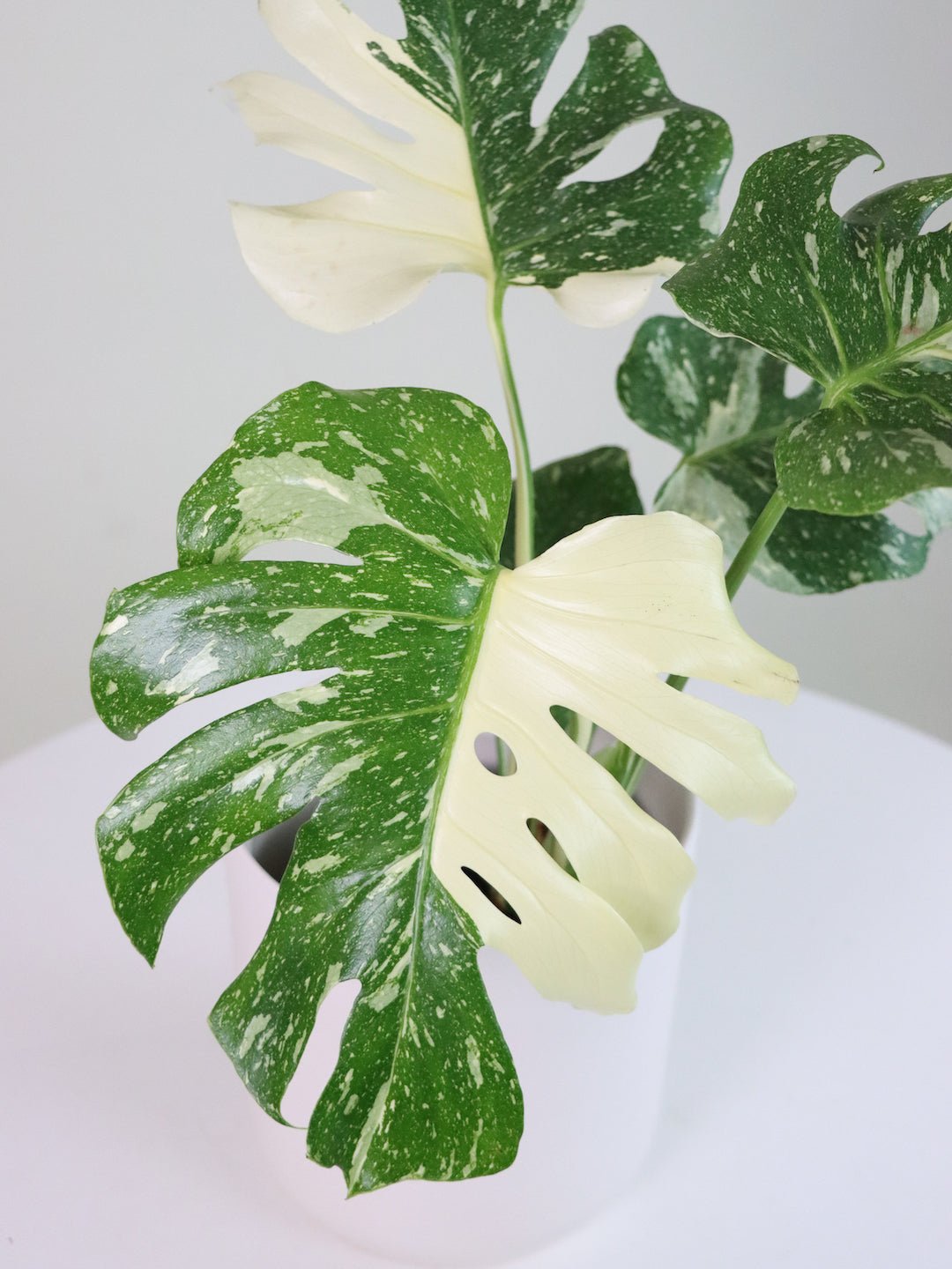 Monstera Thai Constellation 150mm & POT - Amazing Graze Flowers