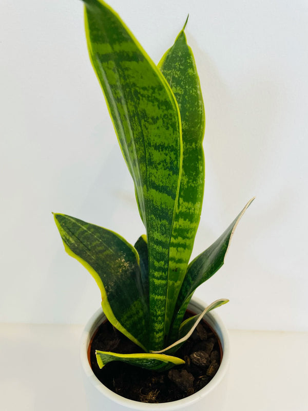 Mother-in-Law's Tongue 120mm & Pot