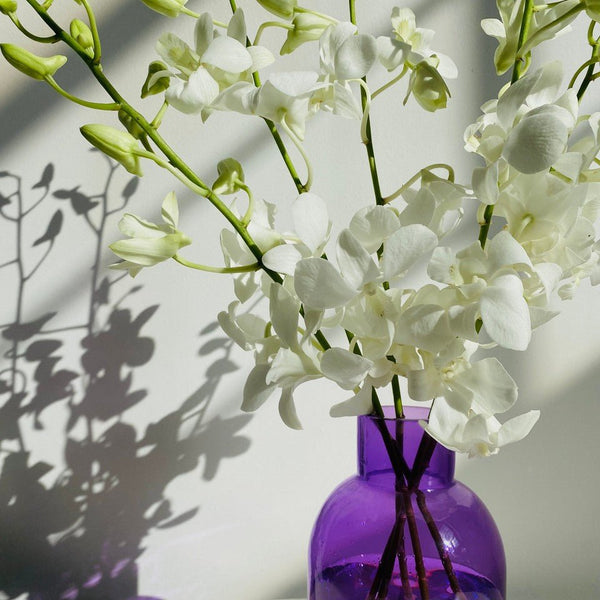 Orchid Bliss