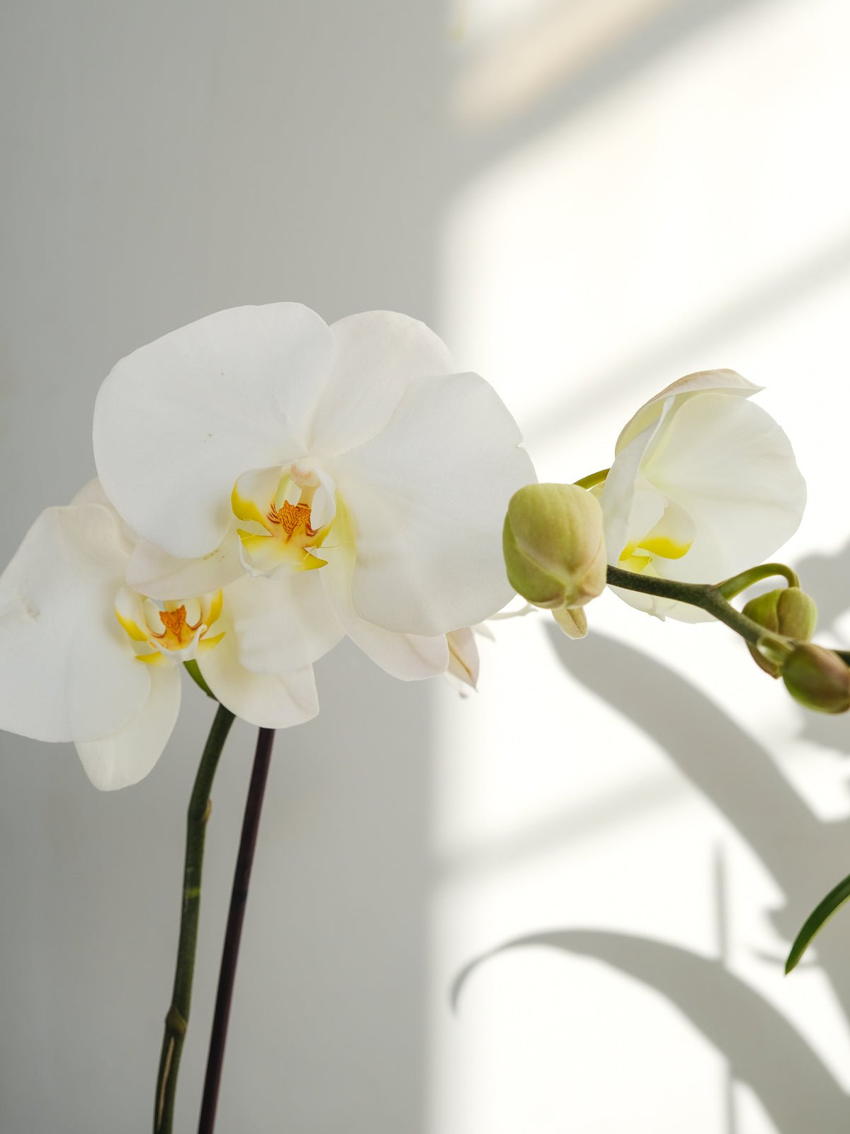 Orchids plant - Amazing Graze Flowers