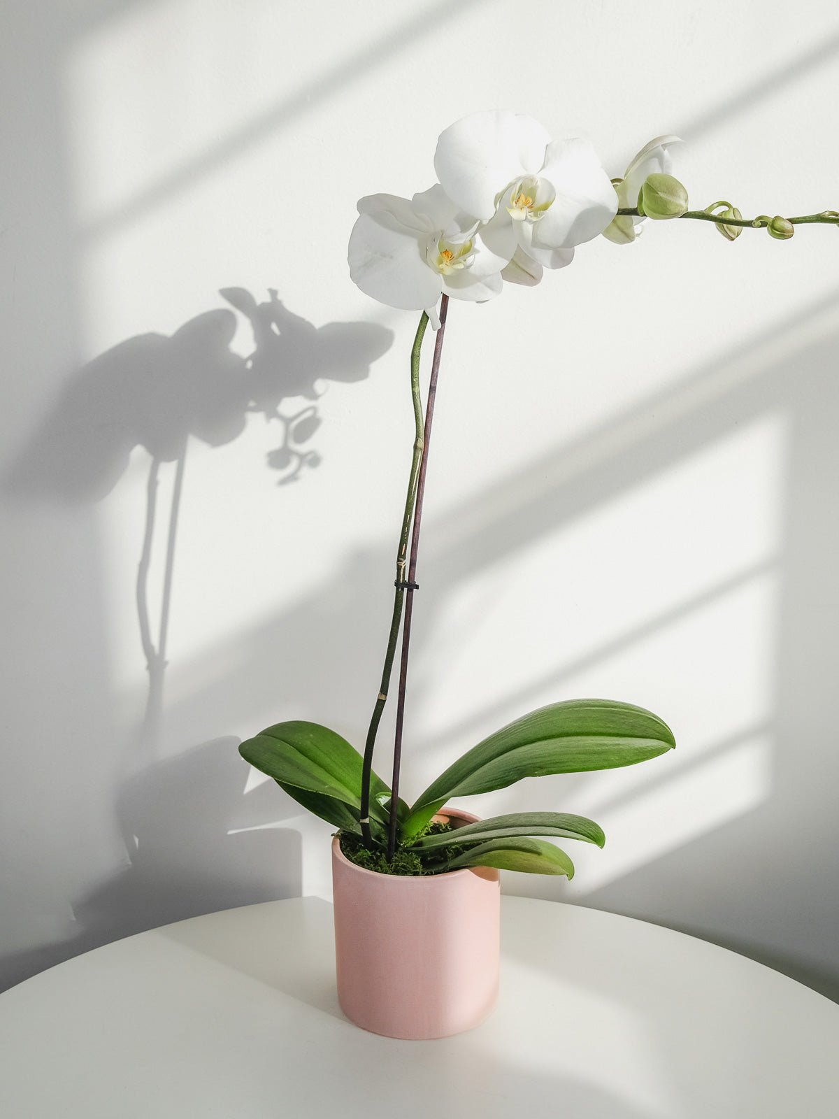 Orchids plant