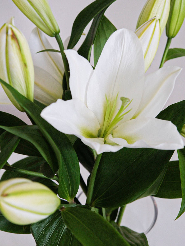 Oriental Lilies Bunch