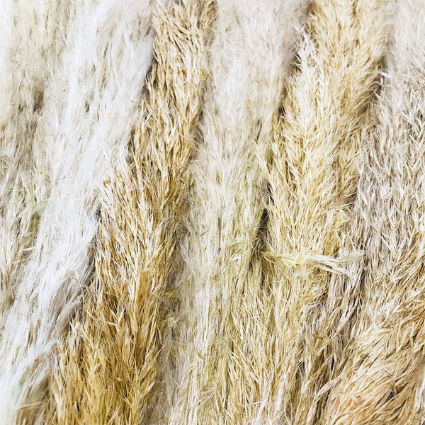 Pampas Grass