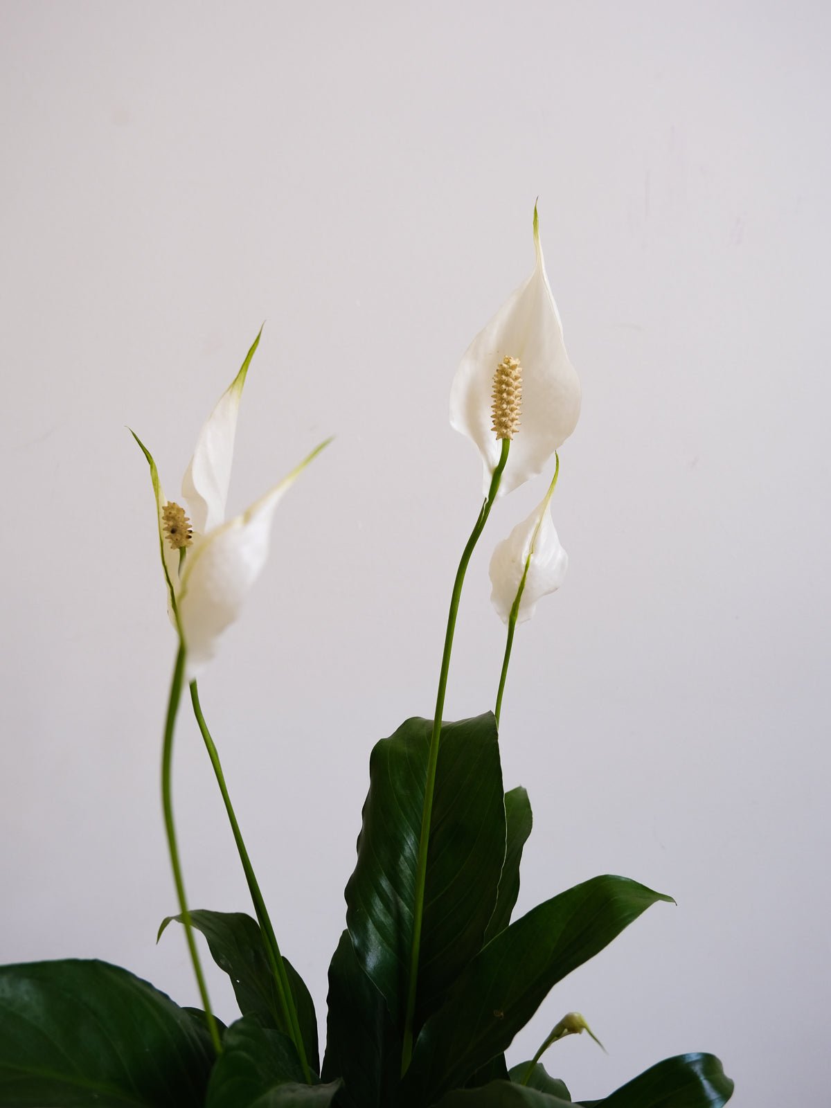 Peace Lily 150mm & Pot - Amazing Graze Flowers