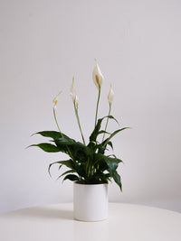 Peace Lily 150mm & Pot - Amazing Graze Flowers