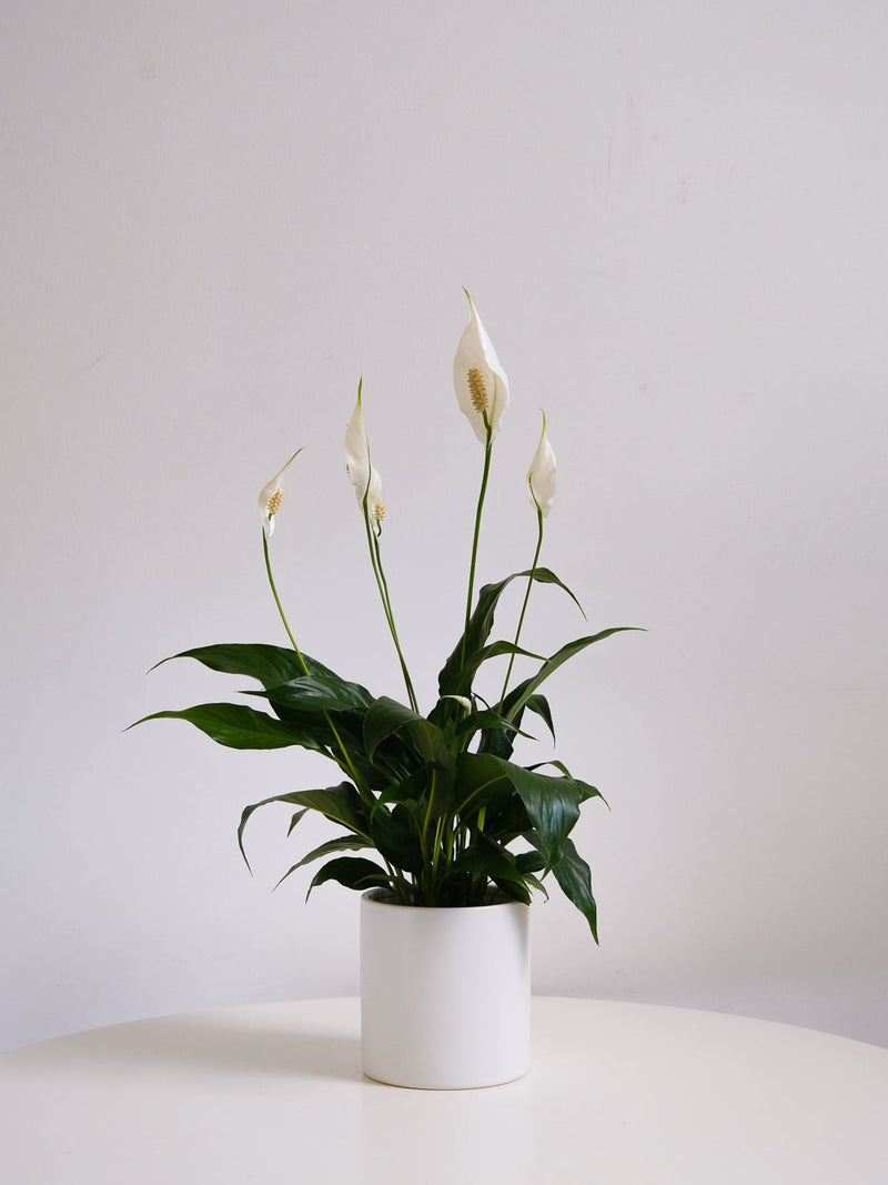 Flower Delivery Sydney