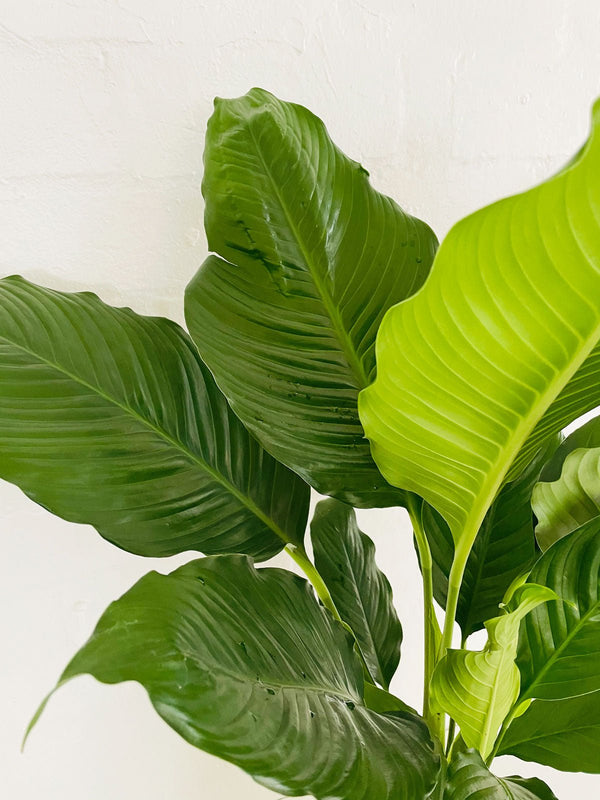 Peace Lily 200mm & Pot