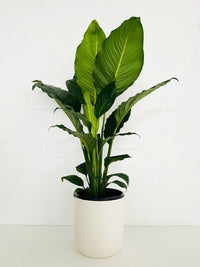 Peace Lily 200mm & Pot - Amazing Graze Flowers